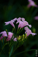 20160807-105742-DSC_1352